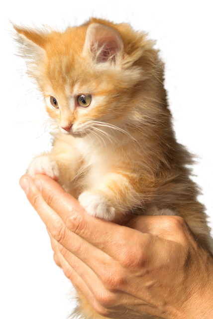 BLOG 3 CAT FUR pixabay