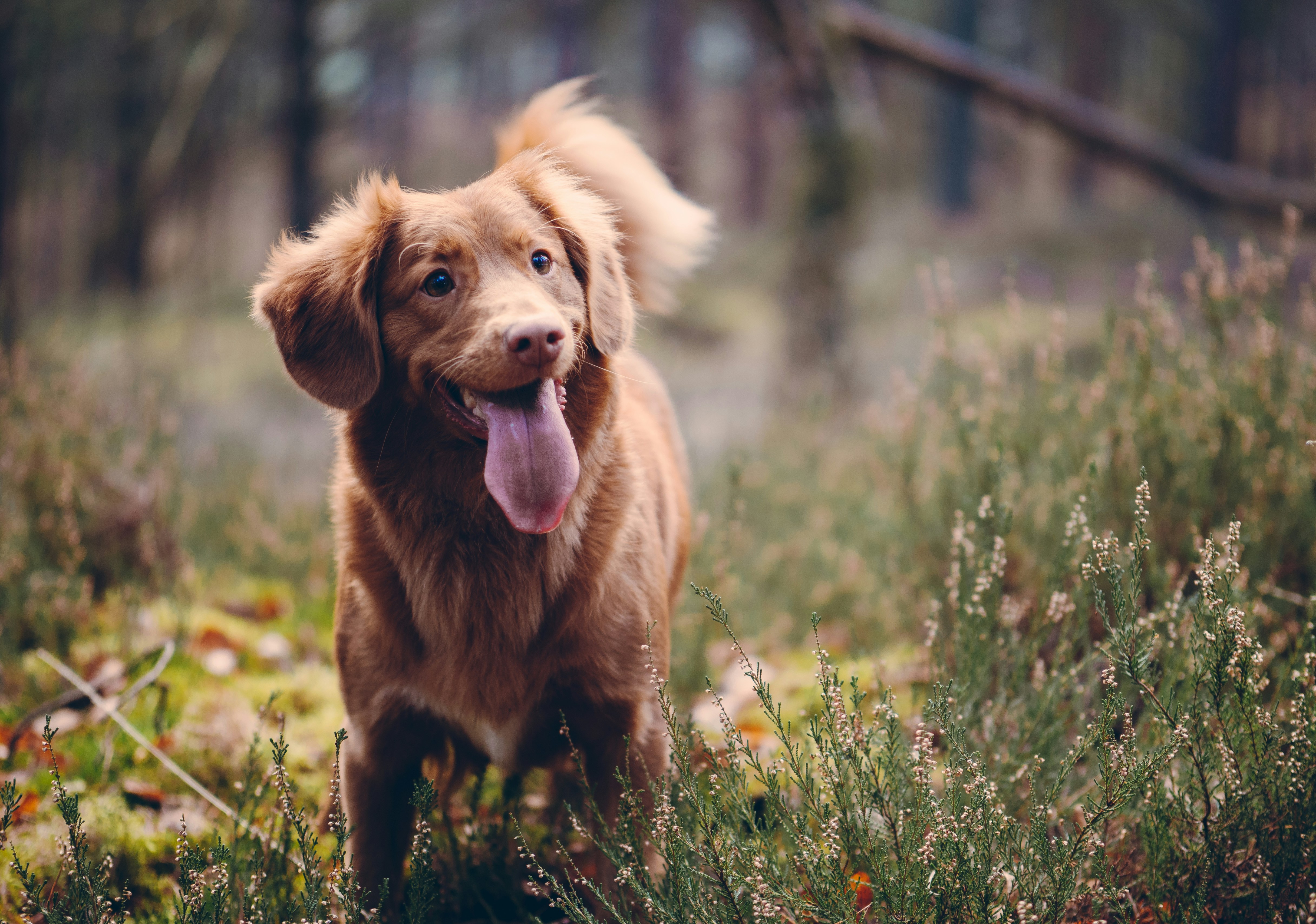 Dog another shot 11  by jamie street unsplash
