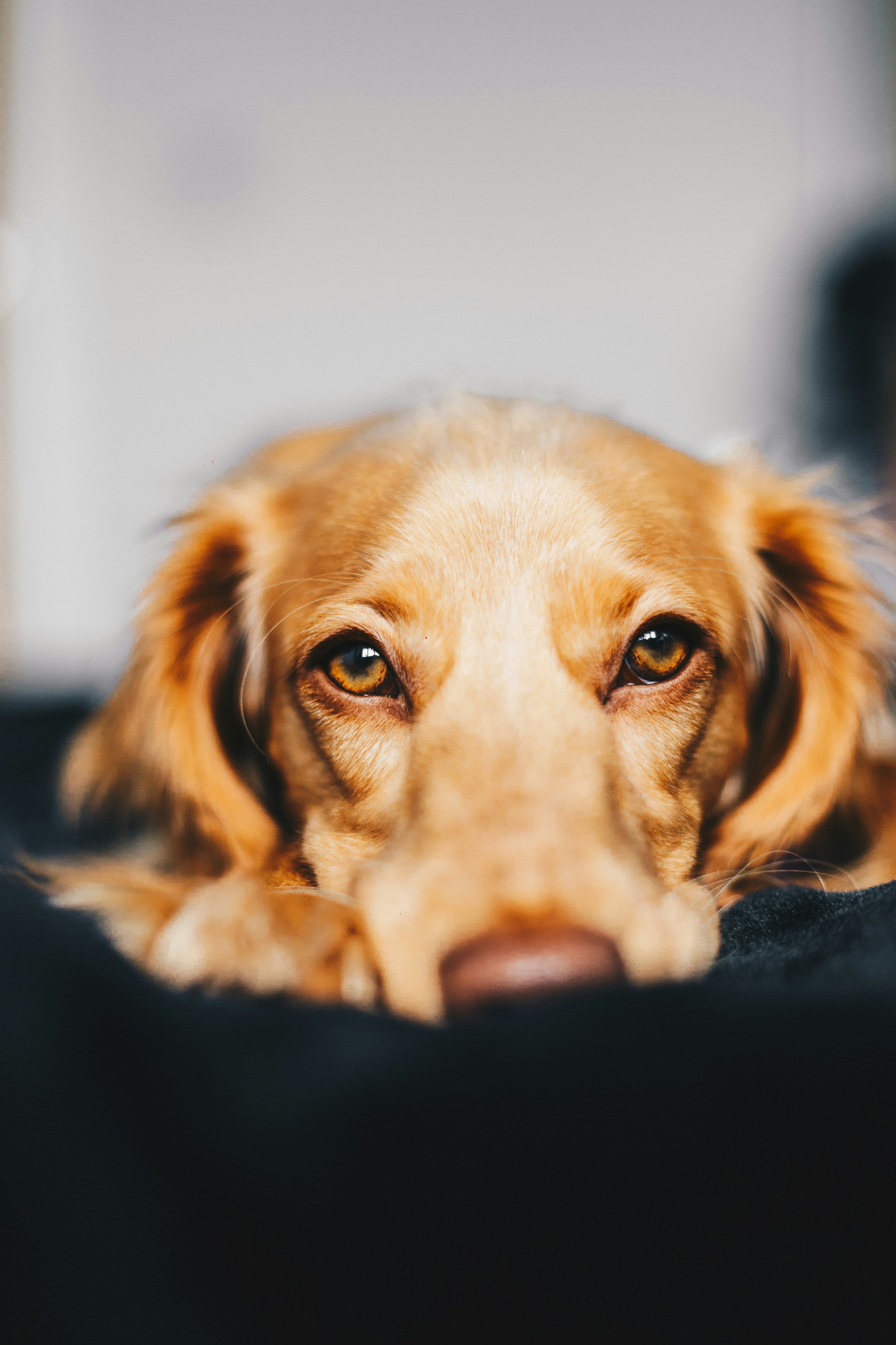 Dog another shot 3  by ryan walton unsplash