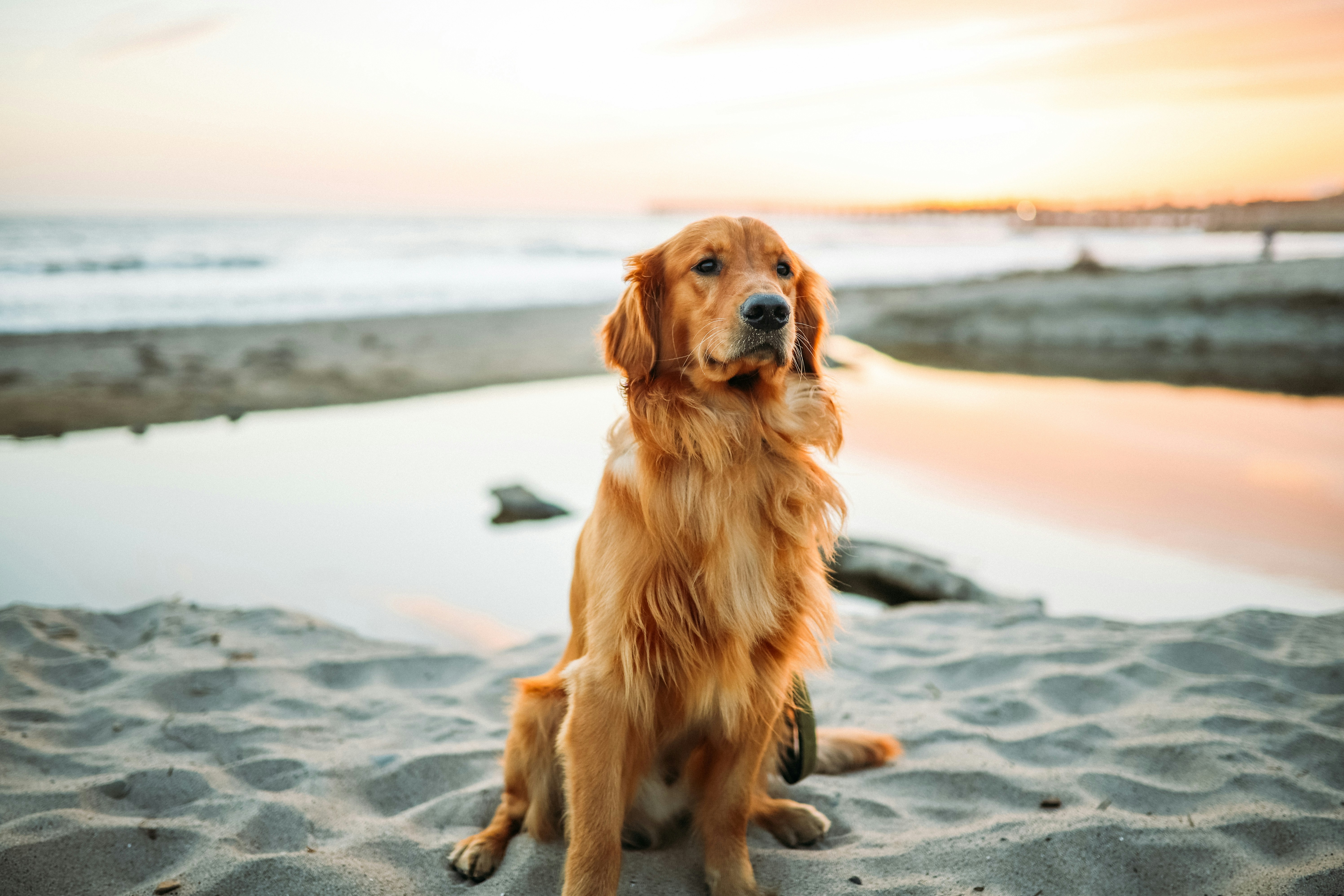 Dog another shot 4  by justin aikin unsplash