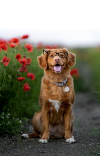 dog with glasses standing resized 1600 W 1200 H